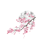 Discover Sakura Cherry Blossom Japan'S Favorite Flower Gift
