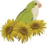 Discover Quaker Parrot Green Monk Parakeet Sunflower T-Shirts