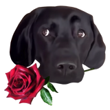 Discover Muzzle of a black dog with a red rose T-Shirts