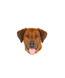Discover Rhodesian Ridgeback Design Rhodesian Ridgeback Dog T-Shirts