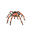 Discover Science Spiders Insect Lover Tarantula Anatomy T-Shirts