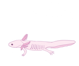 Discover Anatomy of an Axolotl T-Shirts