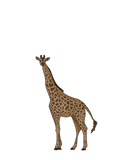 Discover Anatomy Of A Giraffe Funny Body Part Giraffe Lover T-Shirts
