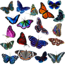 Discover Butterfly Collector Love Colorful Butterflies T-Shirts