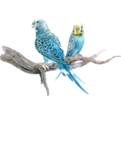Discover Watercolored Budgies Cute Parakeet Couple T-Shirts