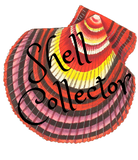 Discover Shell, shells, shell collector, colorful red shell T-Shirts