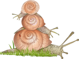 Discover Three snails as a garden snail family T-Shirts
