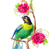 Discover Parrot and Flowers
