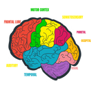 Discover Diagram Brain Neurology Science