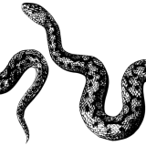 Discover Snake venom art T-Shirts design
