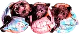 Discover Baby Bats in Blankets LILAC T-Shirts