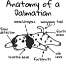 Discover Anatomy Of A Dalmatian T-Shirts