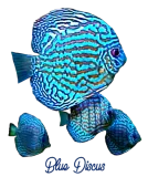 Discover BLUE DISCUS FISH T-Shirts