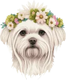 Discover Cute Maltese Flower Crown Pet Dog Breed Floral Pup T-Shirts