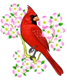 Discover Red Cardinal Bird Dogwood Flower North Carolina Vi T-Shirts