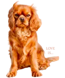 Discover Cavalier King Charles Spaniel Love T-Shirts