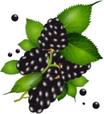 Discover beautiful dark purple blackberries with leaves T-Shirts
