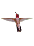 Discover Hummingbird in Flight T-Shirts