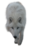 Discover white wolf T-Shirts