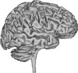 Discover Brain 3D Profile