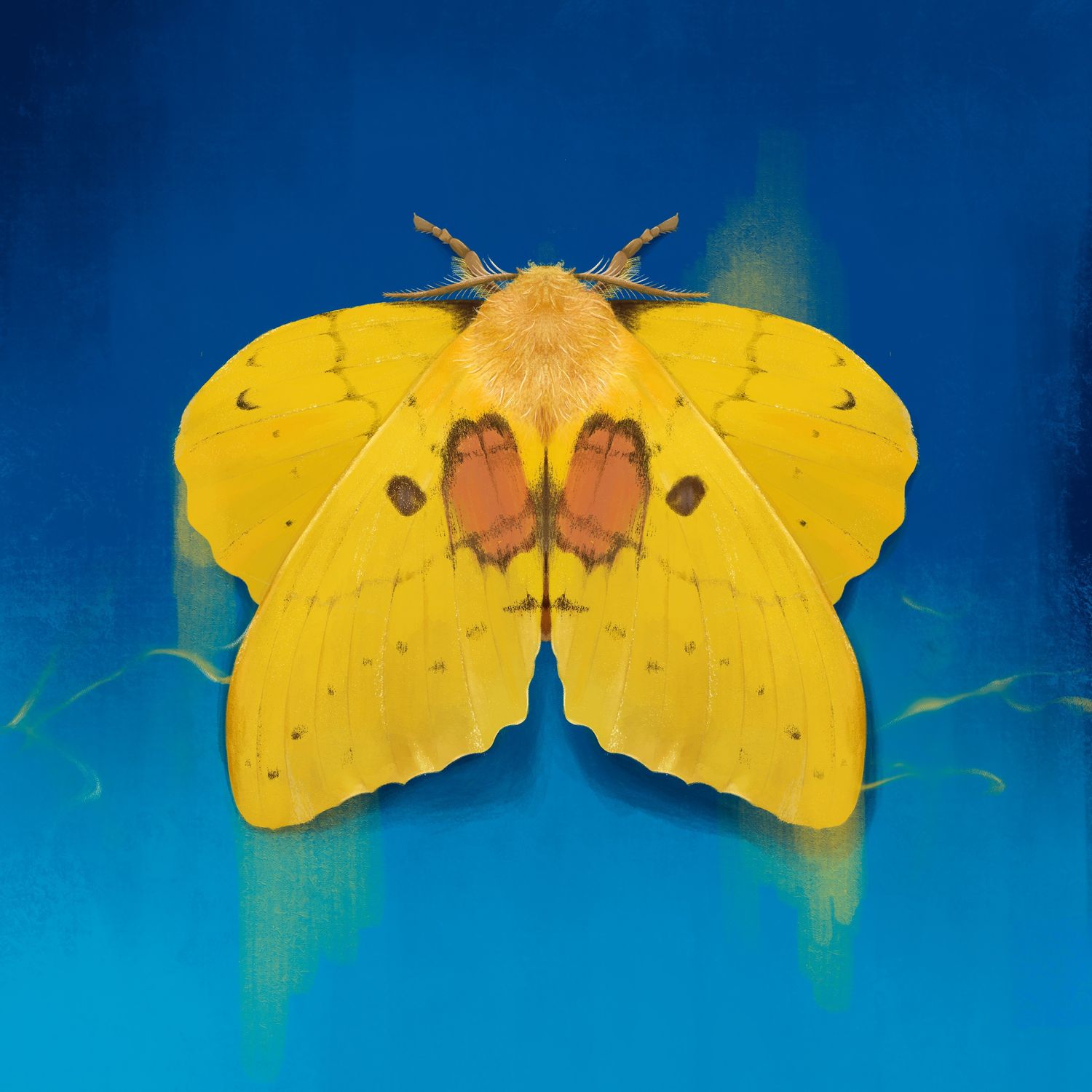 Explore Nhật Trần Shop Ideas