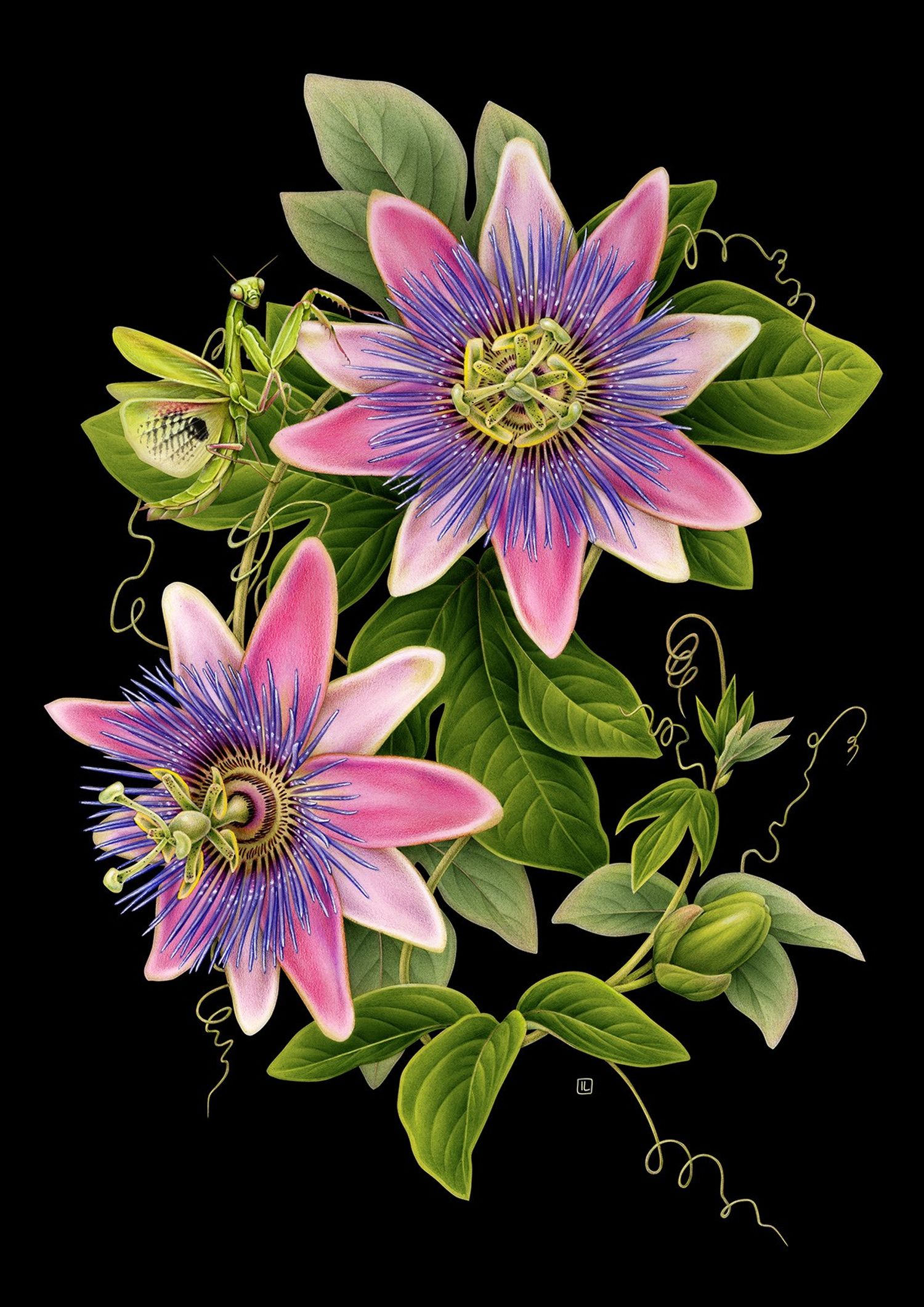 Explore Irene Laschi Shop Ideas