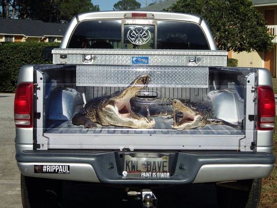 Crocodile Tailgate Wrap, Humour Alligator Truck Decal
