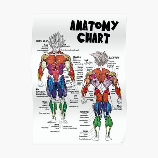 Muscle Chart - Anatomy Diagram - Anime Gym Motivational Premium Matte Vertical Poster
