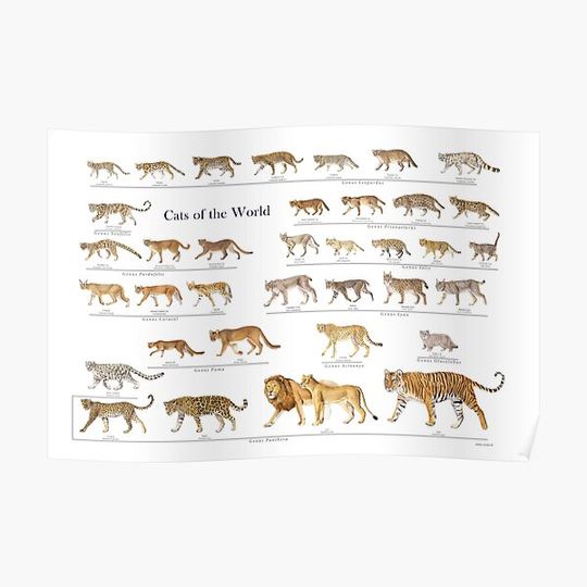 Cats of the World Premium Matte Vertical Poster