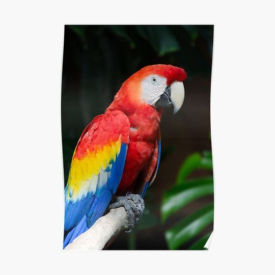 Parrot Premium Matte Vertical Poster