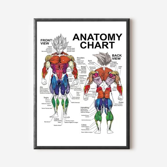 Saiyan Anatomy Chart - Muscle Diagram - Anime Workout Classic . Premium Matte Vertical Poster