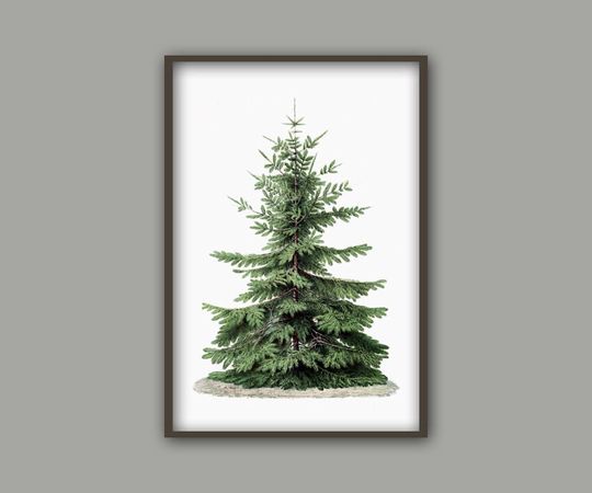 Christmas Tree Print, Botanical Vintage Home Decor, Christmas Tree Illustration