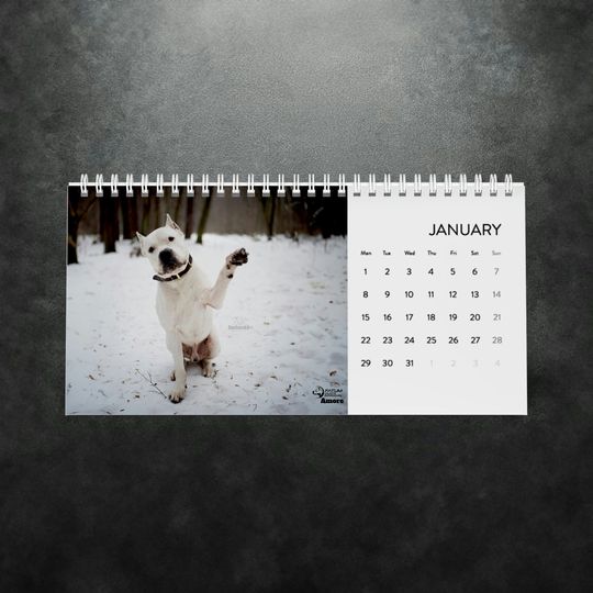 Dogo Argentino 2024 Desk Calendar, Dogo Argentino, Dog Calendar, Dog Lover Gift, Dogo Lover Gift