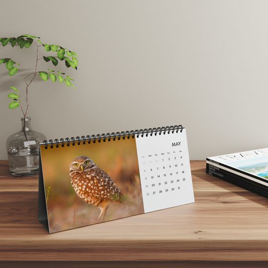 Owl calendar, Desktop Calendar 2024, Owl Monthly Calendar, Illustrated calendar