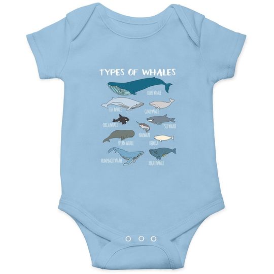 Types Of Whales Cute Ocean Mammals Guide Baby Bodysuit