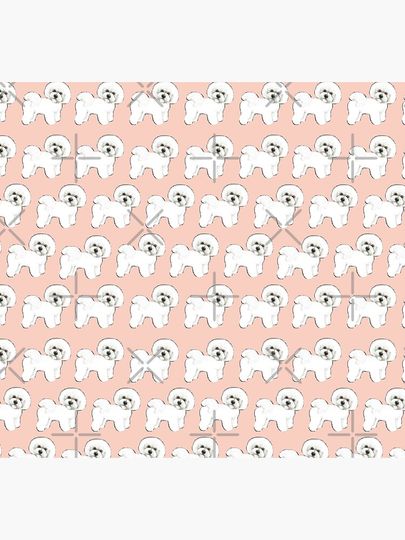 Bichon Frise dogs on Peach Socks