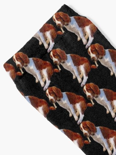 Welsh Springer Spaniel Puppy  Socks