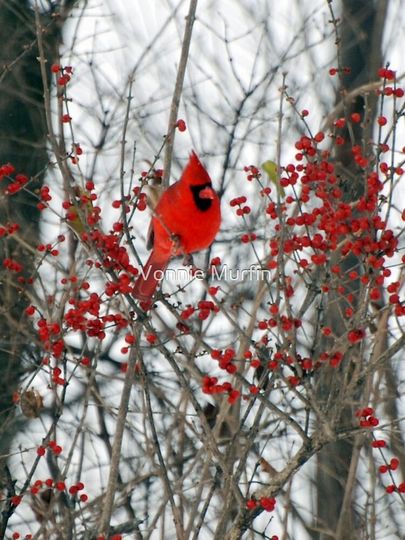 Cardinal  iPhone Case
