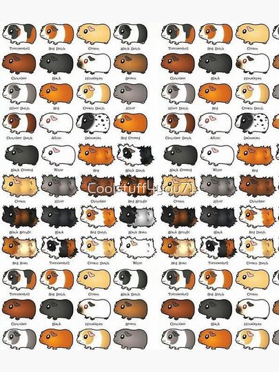 Guinea Pig – Cavy Collection – Model 08 Backpack