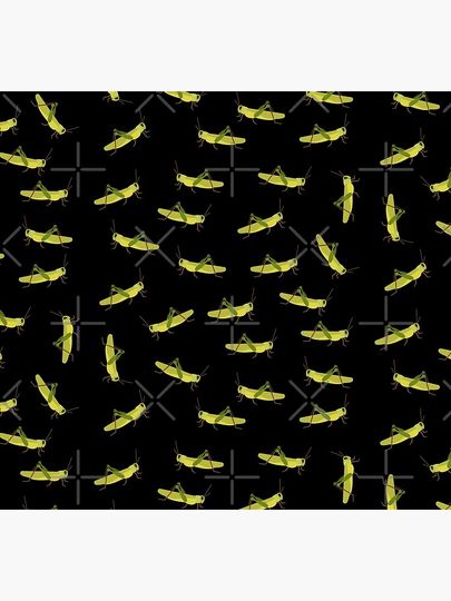 Grasshopper cricket insect. Grasshopper bug. Socks