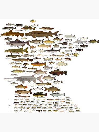 Fishes of Minnesota Premium Matte Vertical Poster