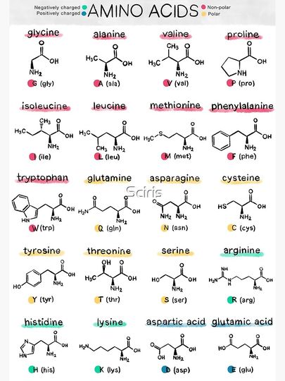 Amino acids Premium Matte Vertical Poster