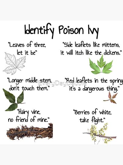 Identify poison ivy plant | Poison Ivy Rhyme | Camping Shirt Toxicodendron radicans Premium Matte Vertical Poster