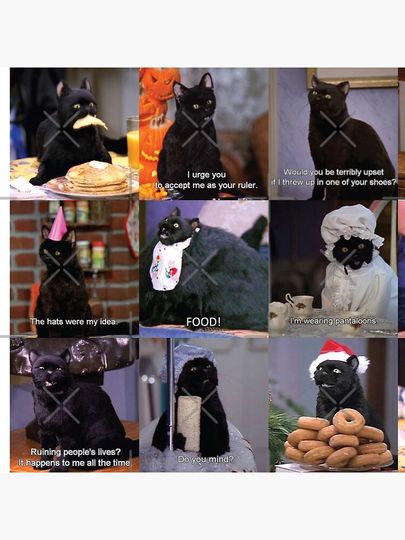 Musings of Salem Pillow