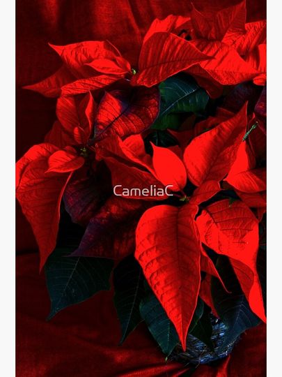 Poinsettia Framed Art Print