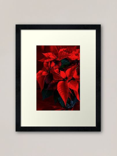 Poinsettia Framed Art Print
