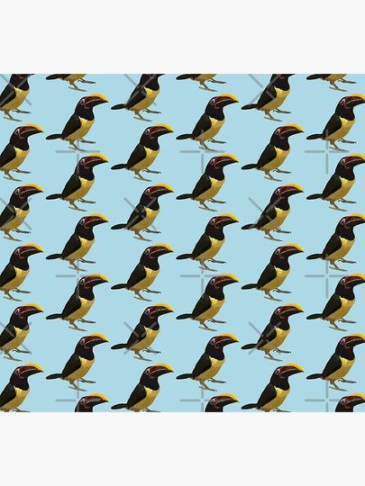 C is for Custom Bird  Socks