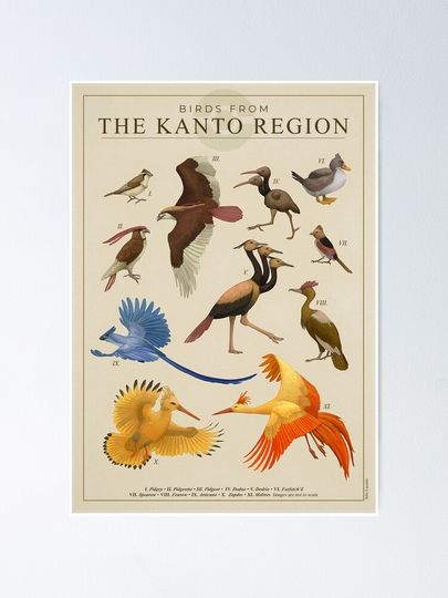 Birds of Kanto Poster