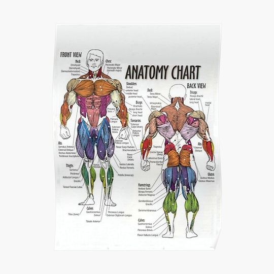 Anatomy Chart - Muscle Diagram Premium Matte Vertical Poster