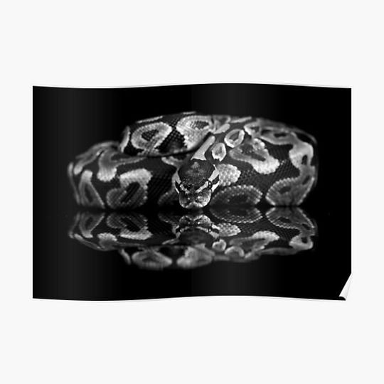 Discover Reflections of a Ball Python Premium Matte Vertical Poster